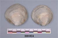 藏品(鏡文蛤)的圖片